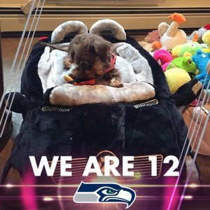 Meet your Posher, Lulu